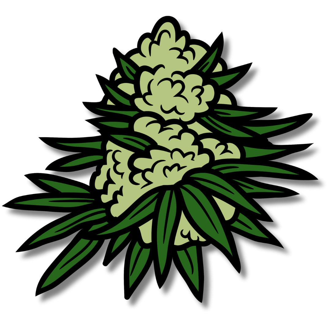 Cannabis bud